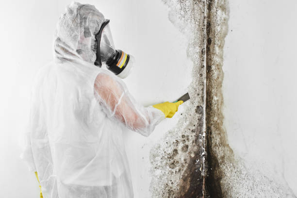 Best Industrial Mold Remediation in Crow Agency, MT