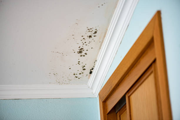 Professional Mold Remediation in Crow Agency, MT