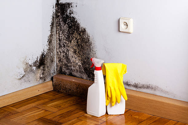 Best HVAC Mold Remediation in Crow Agency, MT