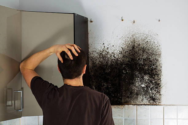 Best Insurance-Related Mold Remediation in Crow Agency, MT